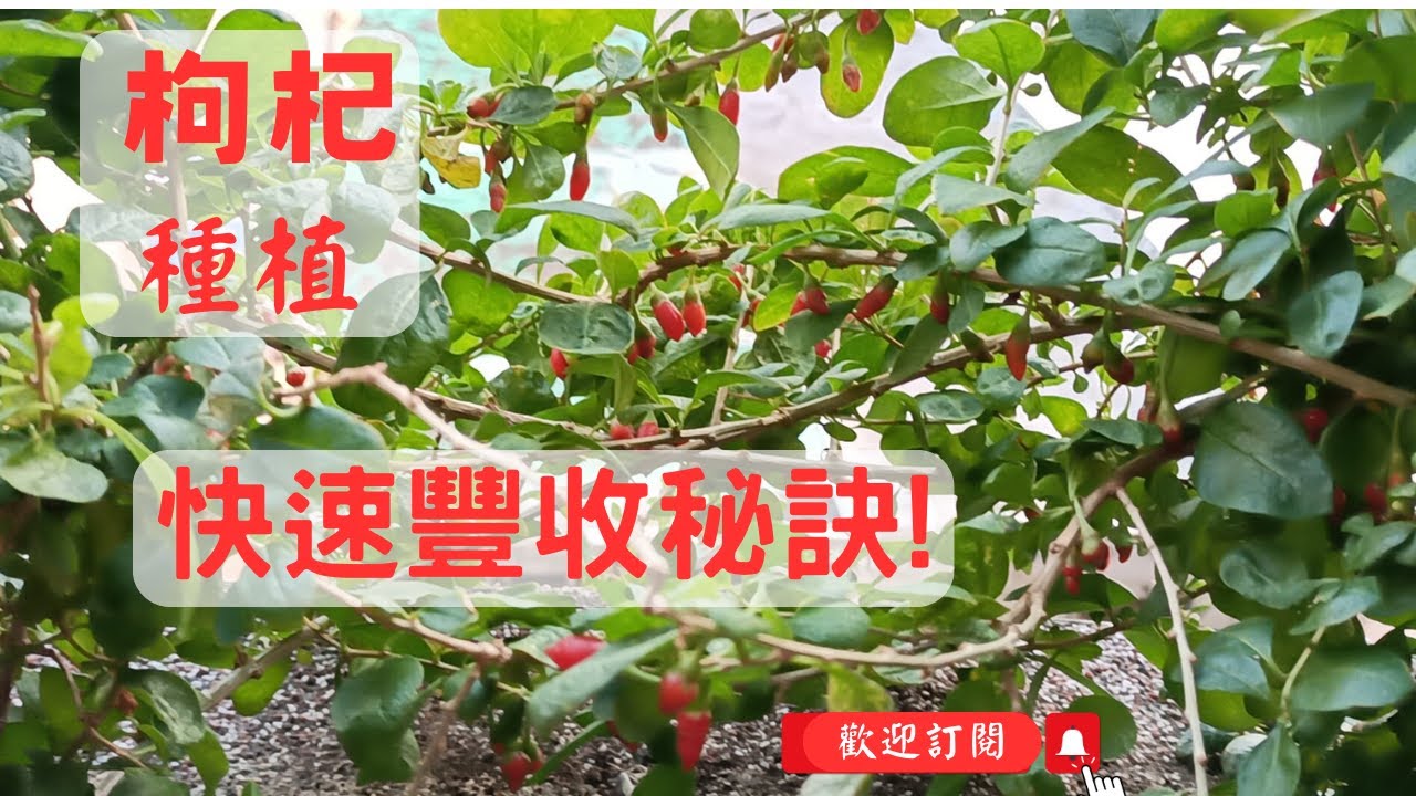 驚人!一年內迅速蛻變，從嫩綠到豐收，枸杞小苗奮勇成長的完整歷程紀實分享｜如何種植、施肥、防治病蟲害？