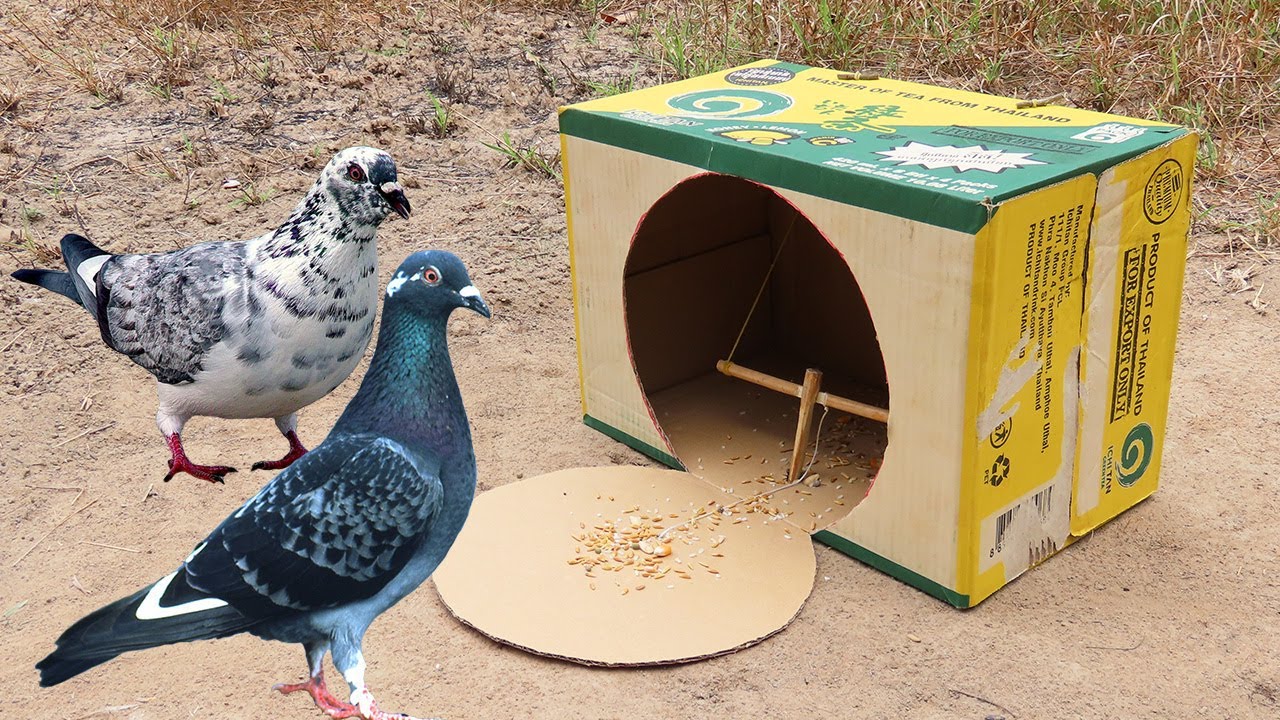 The Best Unique Pigeon Trap By Using Cardboard Box | Creative Method Pigeon Trap Easy