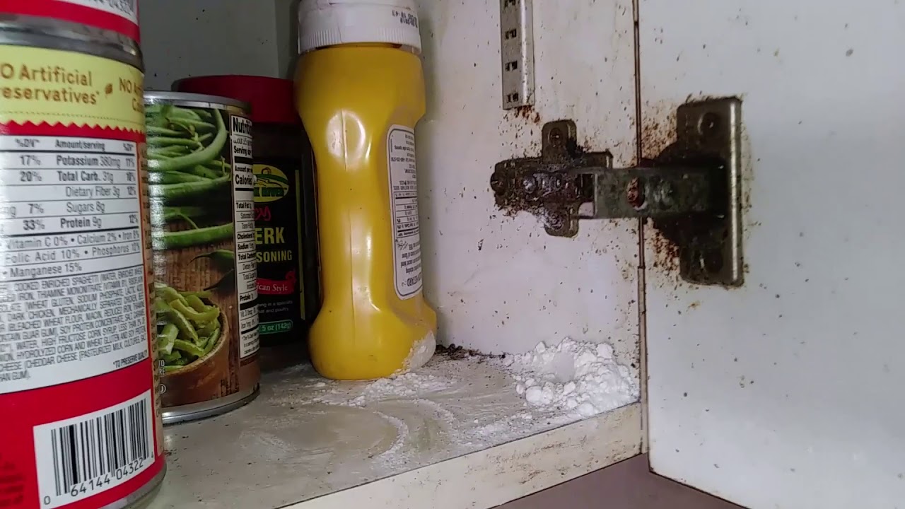 How We Solve The Worlds Worst Roach Infestation Severe German Roach Infestation Clean Out