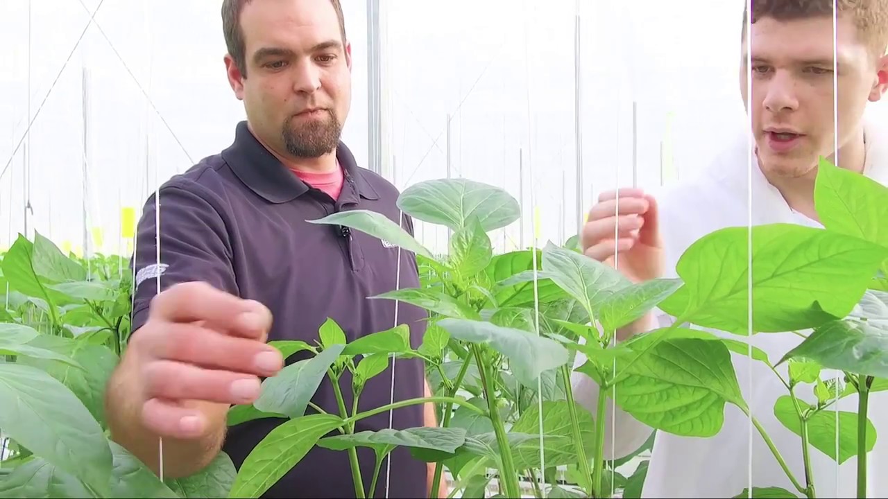 A Day In The Life - New Year Means New Crops