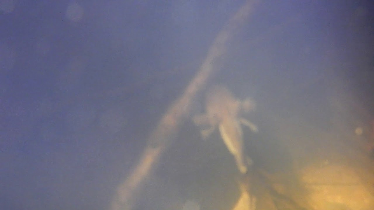 spotted salamander larvae