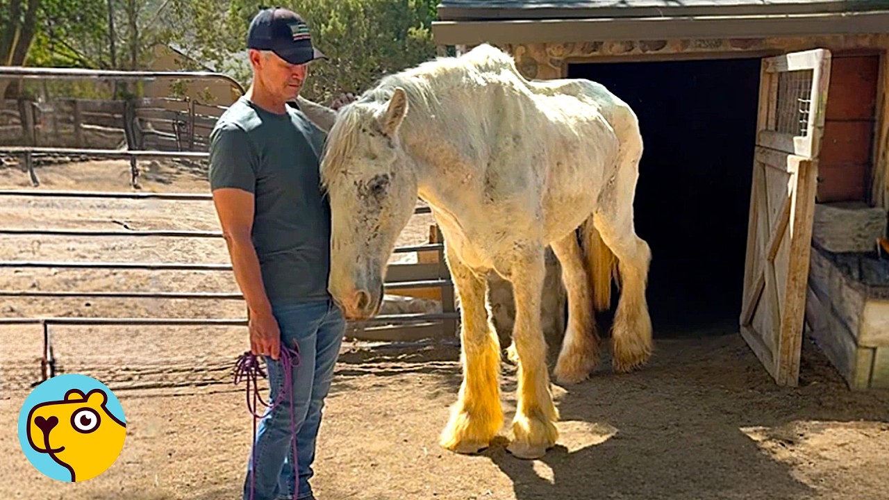 Abandoned Work Horse Comes Back To Life After 25 Years!