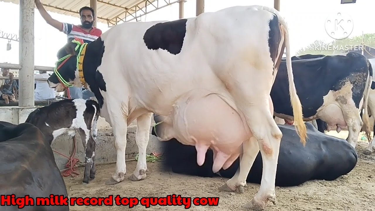 35 kg milk top quality hf cow for sale Pashu Mandi dabwali Haryana @priyankadinuvlogs4789