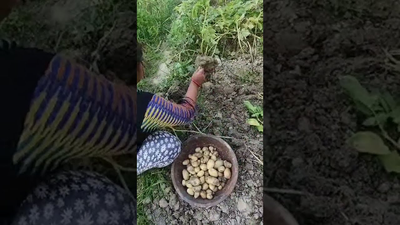 Aloo ki live harvesting . 