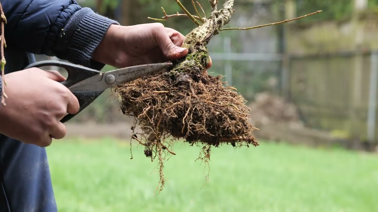 Forsythia repot