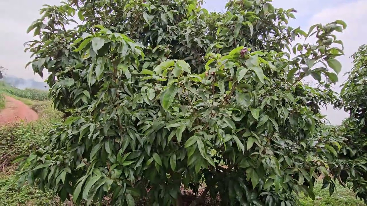 sử lý lộc vải u hồng để nở hoa cái sớm
