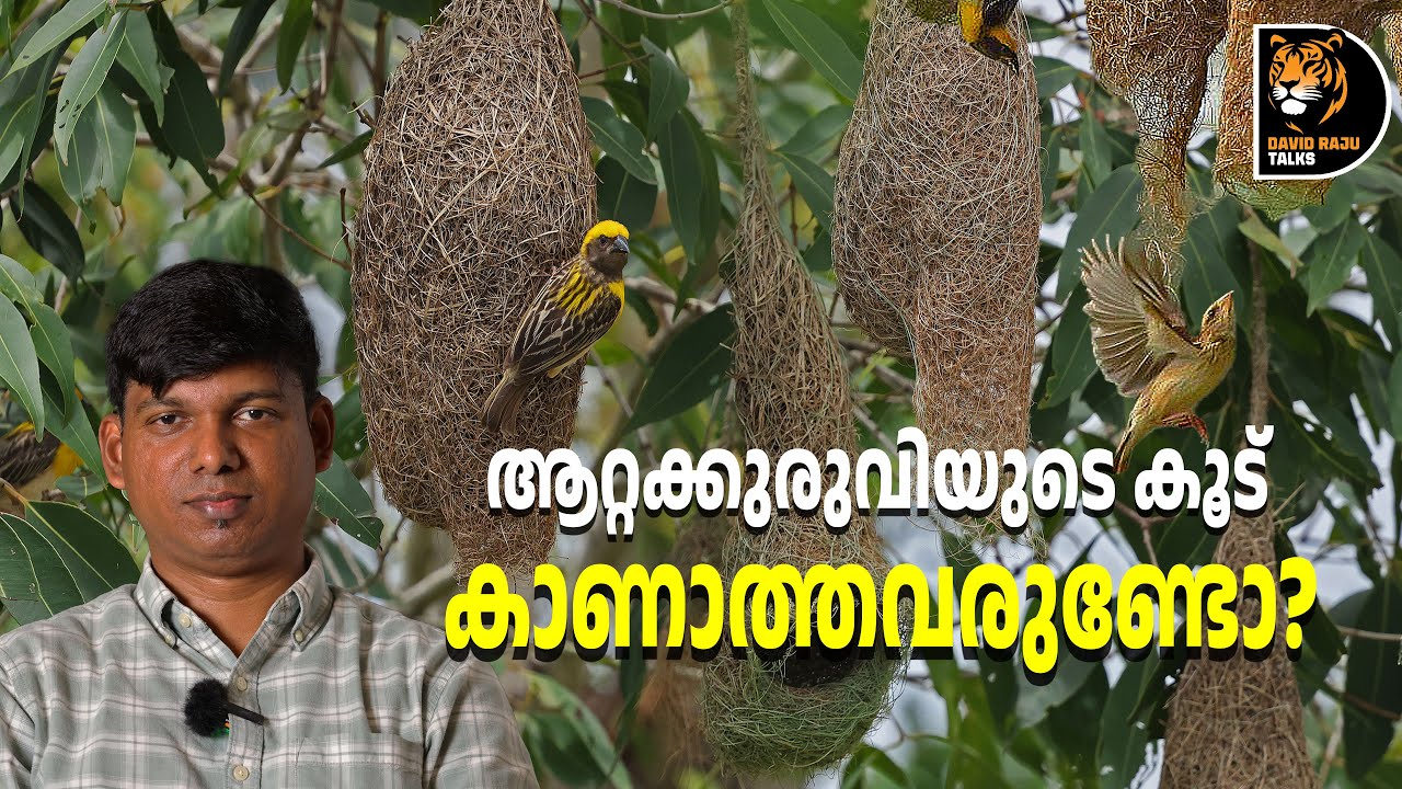 എത്ര വീട് വയ്ക്കണം ഒരു പെണ്ണിനെ കിട്ടാൻ! Inside the world of Baya Weaver; #davidrajutalks #wildlife