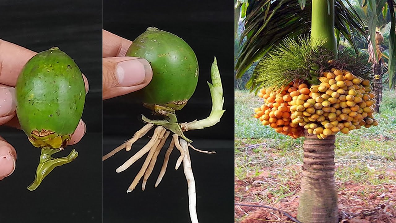 Unique Skill How to grow Betel Nut tree from Betel Nut | How to make a Betel Nut tree very easily
