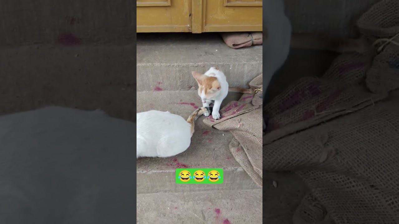 #funny