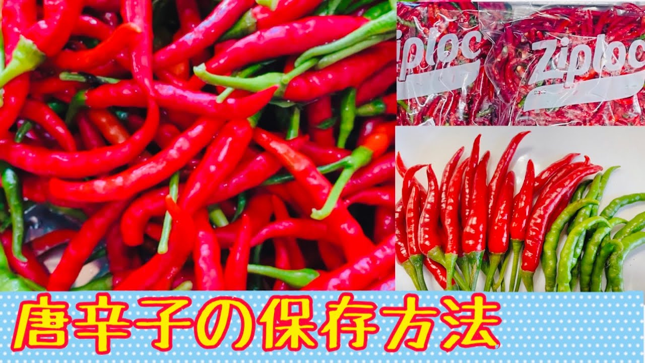 ＃唐辛子の保存方法　ズバリ！冷凍します‼︎１年以上保存出来ます！＃冷凍食材のひとつ！辛い料理にいつでもすぐ使います！