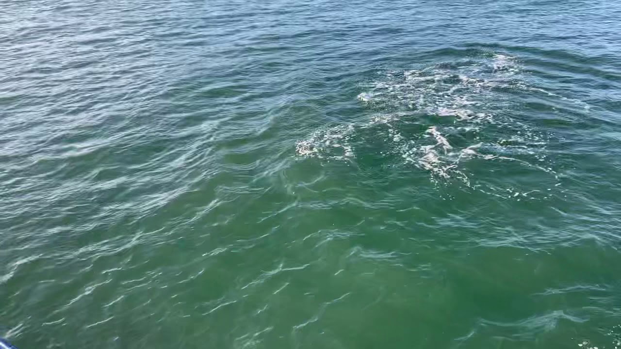 Bottlenose Dolphins @ Rathlin Sound