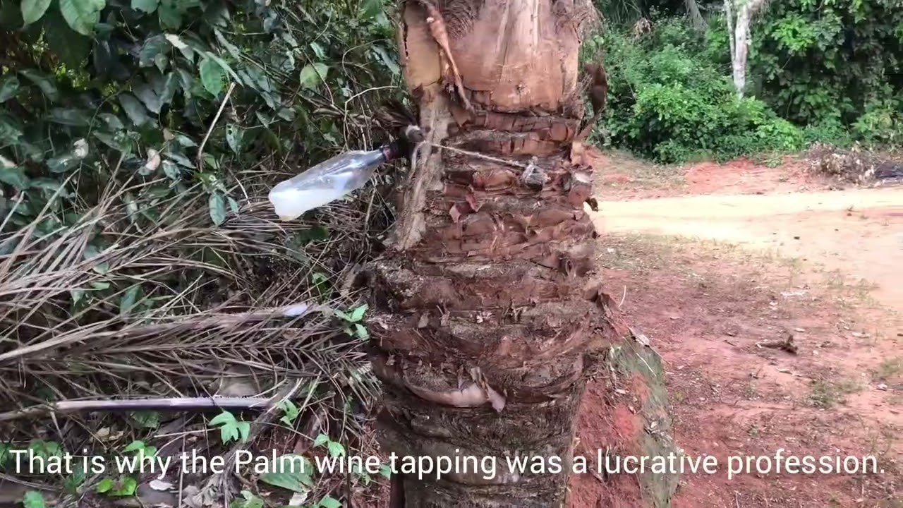 Ikoro Nkwụ (The Scares on Palm Trees)