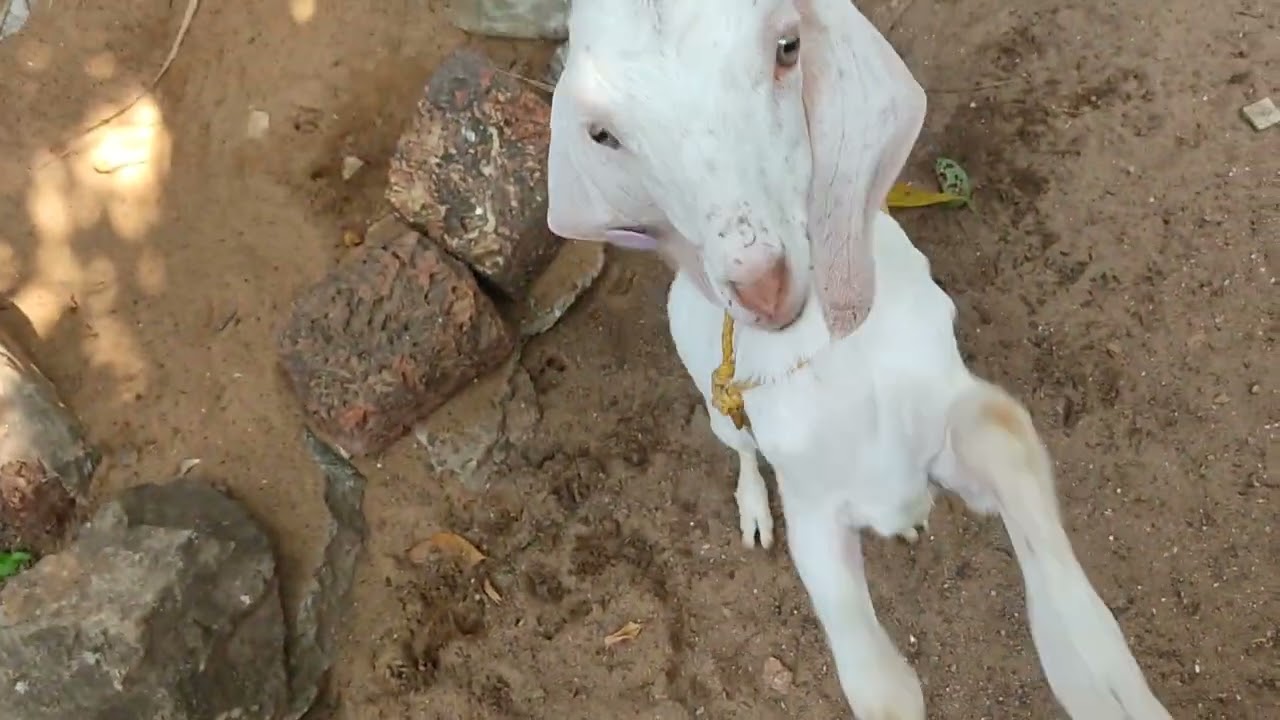 Pinky & Brownie 🤠 | Goat life | #explorepage #viral #youtube 