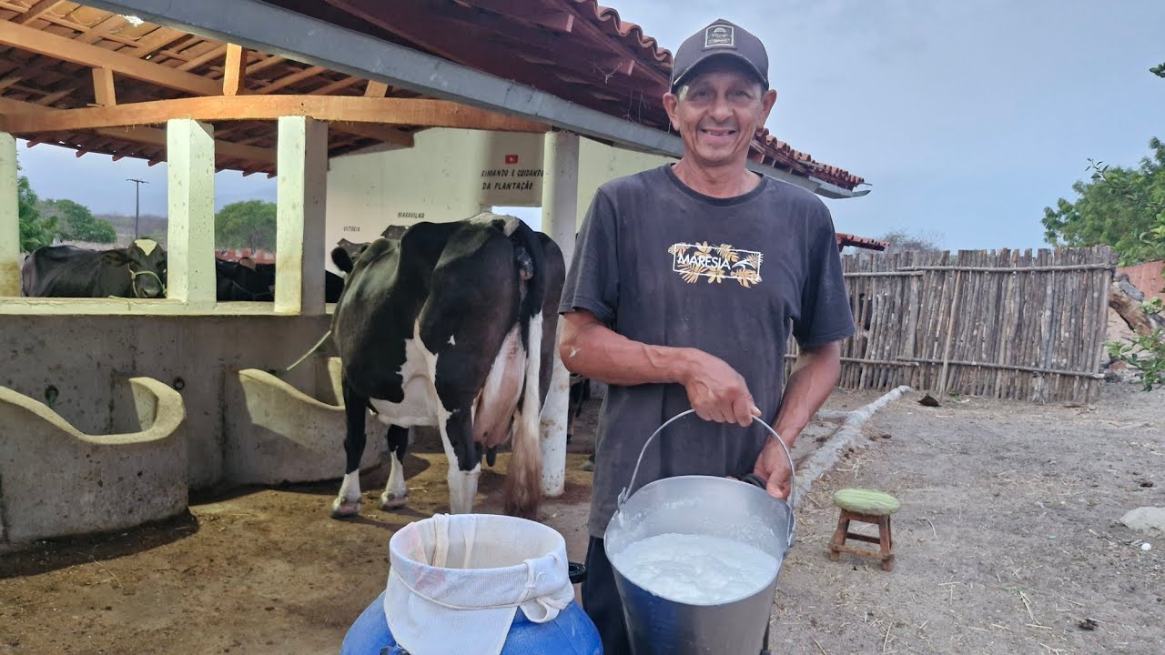 As vacas estranharam a primeira oferta de mandacaru 