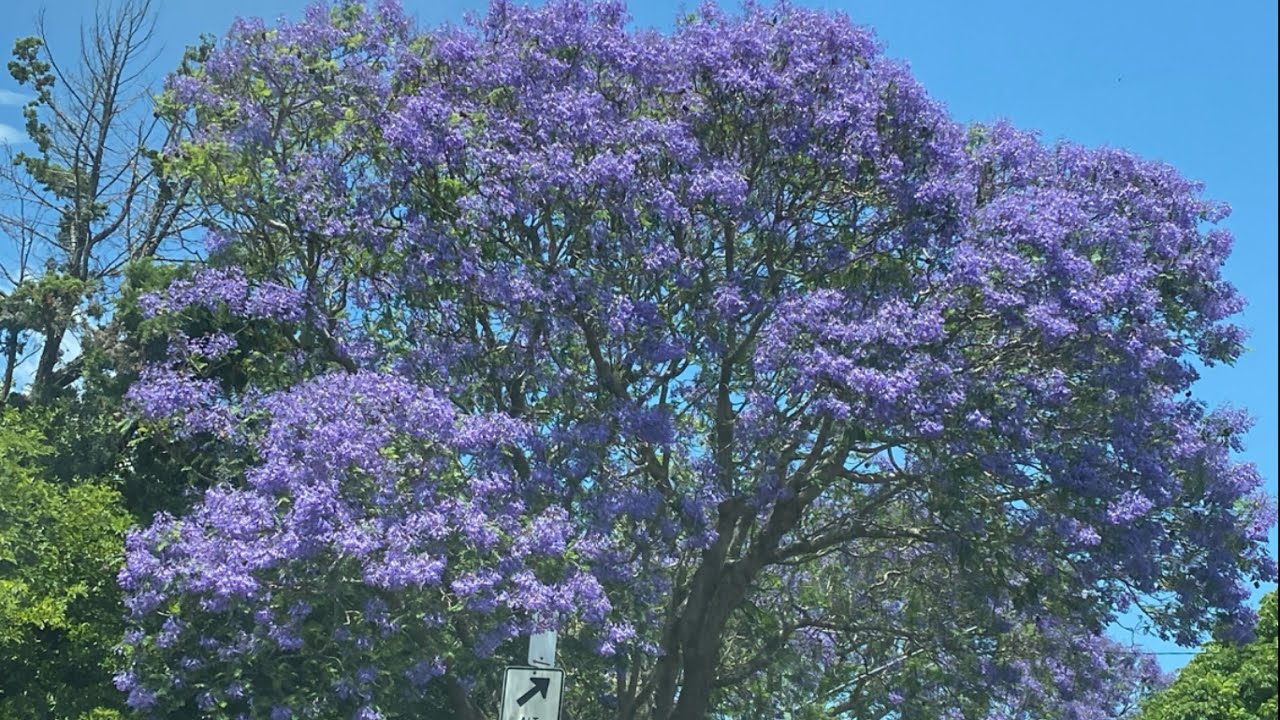 JACARANDA TREE AUSTRALIA 🇦🇺 