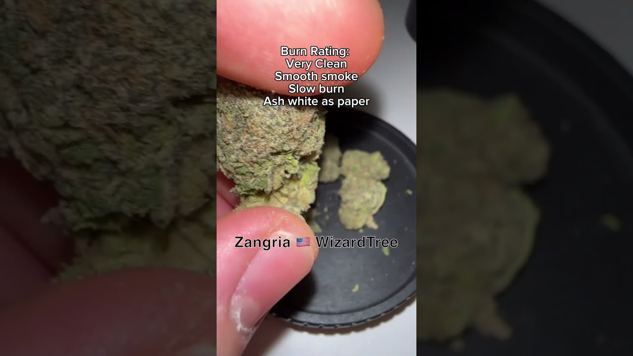 Zangria by Wizard Trees 🇺🇸