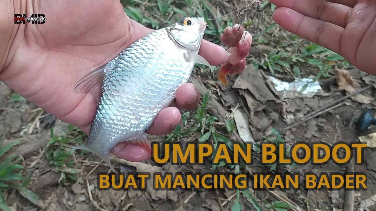 YANG MAU MANCING IKAN BADER HARUS COBA UMPAN INI | UMPAN MANCING IKAN BADER DI SUNGAI | MANCINGAE 62