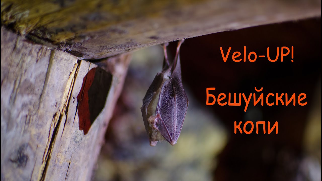 Velo-UP! Бешуйские гномы