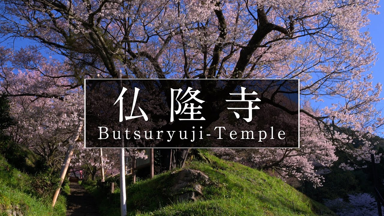 樹齢900年の桜が残るお寺「仏隆寺（佛隆寺）」｜奈良観光コンシェルジュが宇陀市のお寺をご紹介：Butsuryuji-Temple in Uda City｜Nara
