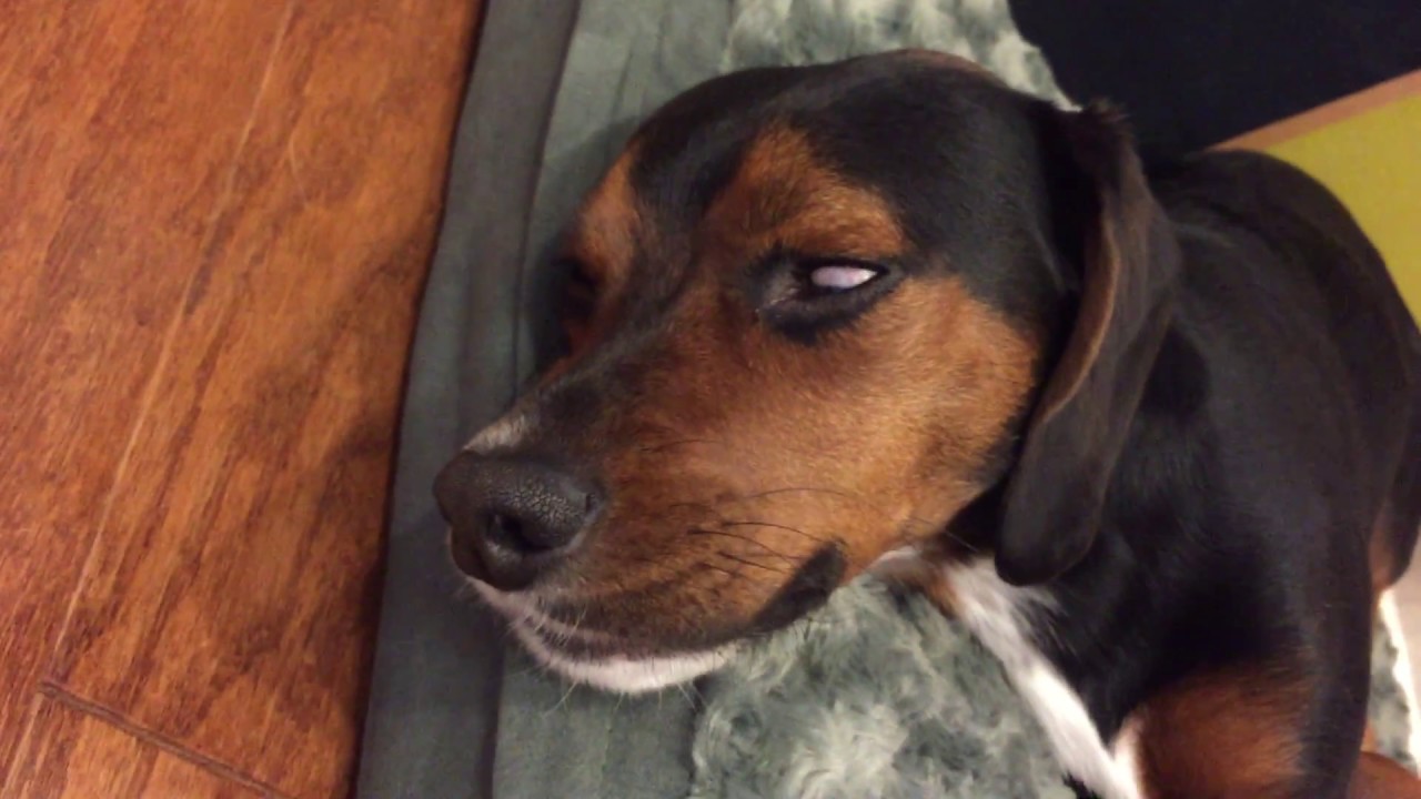 Dexter demon dog haha, poor dude dreaming with his eyes open