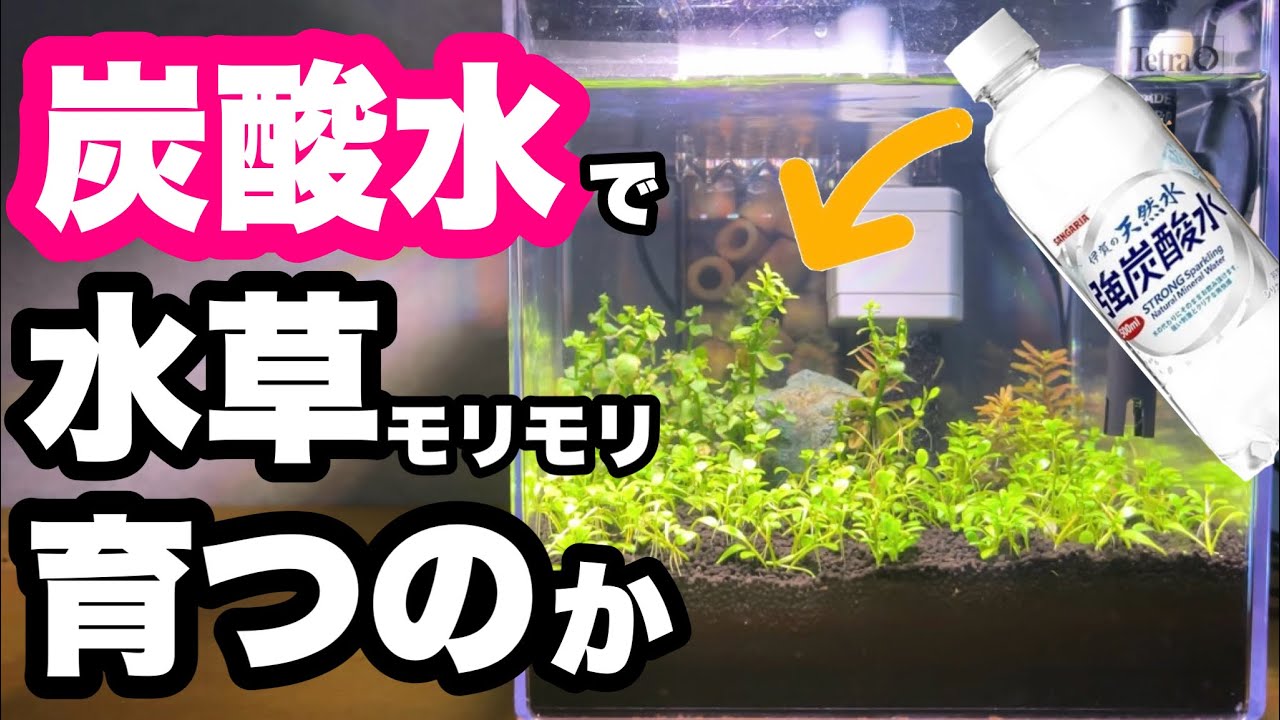 炭酸水で水草モリモリ育つのか【足し水だけで光合成促進】