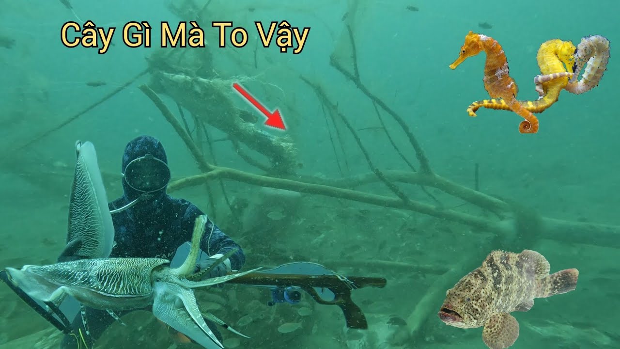 Lặn Biển Ở Độ Sâu 25M Bắt Chọn Ổ MỰC NANG Quà Hải Mã - Phát Hiện Hiện Gốc Cây  Khủng Lồ Ngồi Khơi Xa