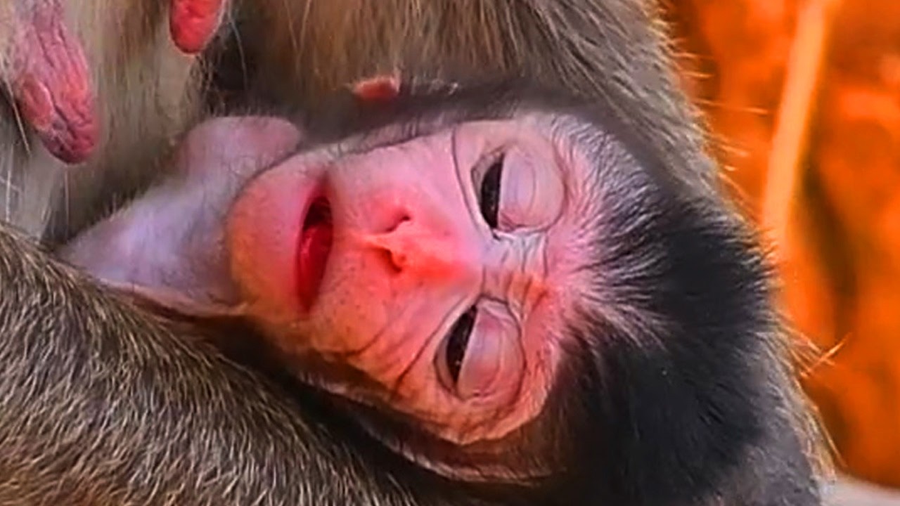 The most heartwarming baby monkey moments, Adorable Wildlife 2026