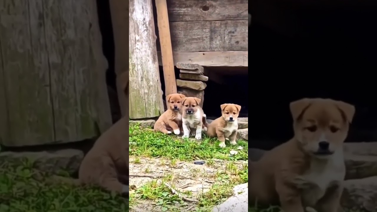 &ldquo;Bu Yavru K&ouml;peklerin İlk Oyunu Sizi G&uuml;l&uuml;msetir 🐾 #babydog  #animals  #pets #funny #cute