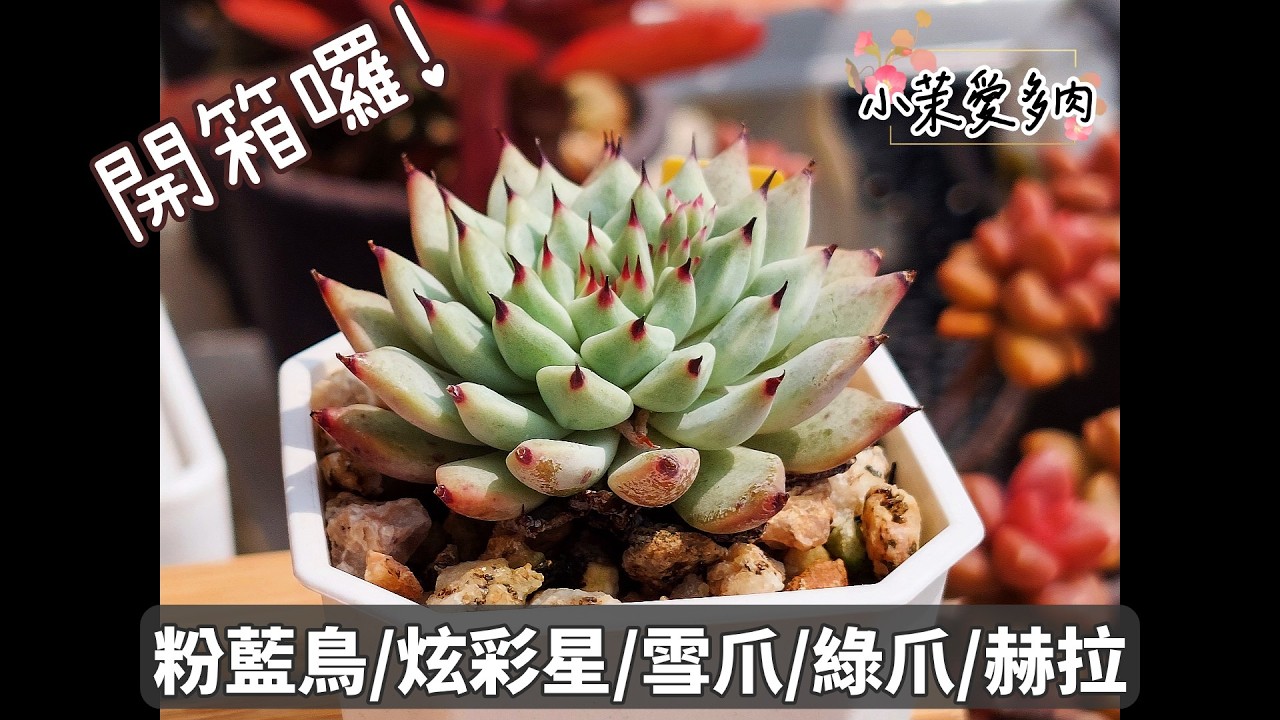 多肉開箱囉/買多肉是一件療癒的事/開箱修根上盆完整紀錄/粉藍鳥/炫彩星/雪爪/綠爪/赫拉/阿爾巴佳人|多肉植物|小茉愛多肉|