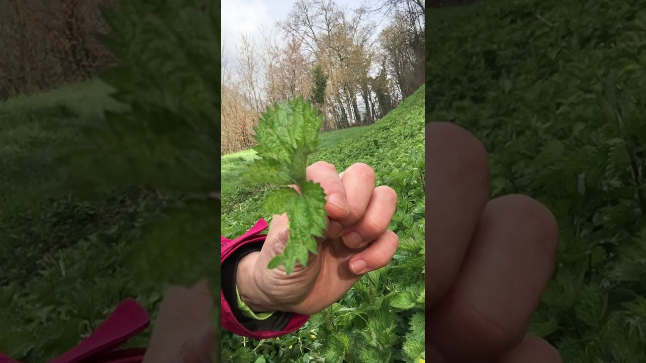 ortie cueillette par Isabelle Schillig naturopathe et coach culinaire