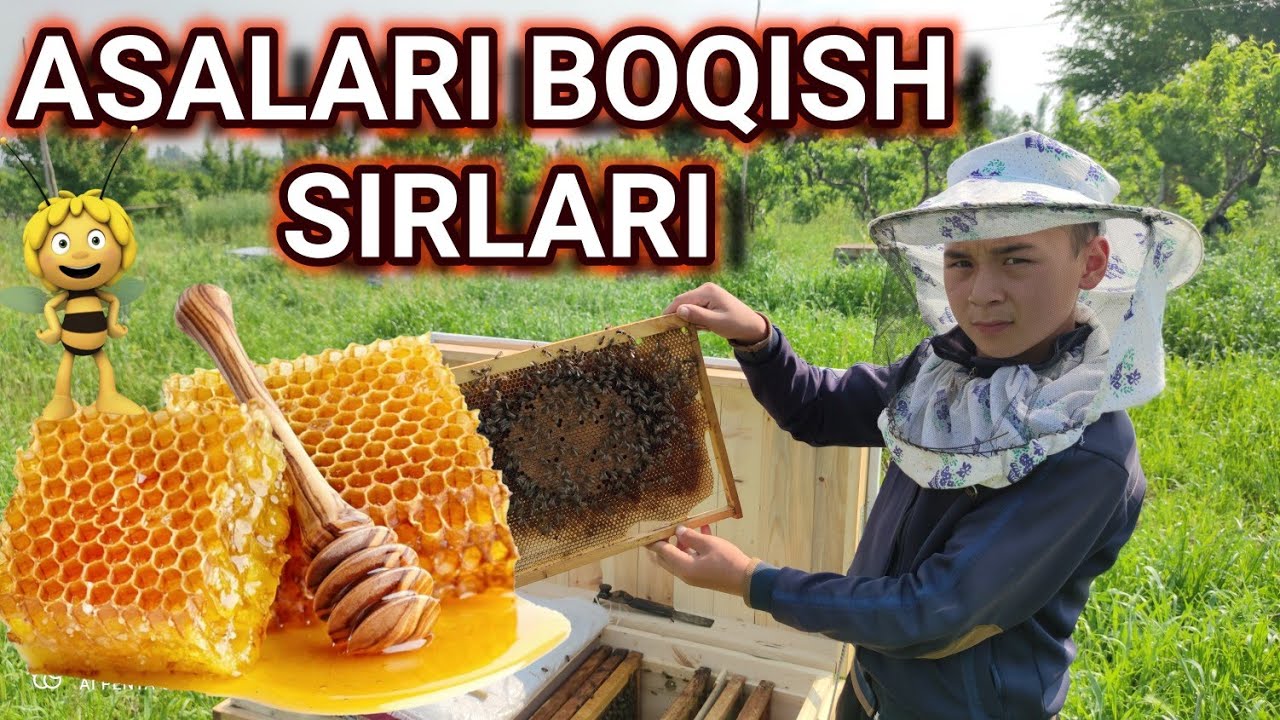 Ochiq muloqat Asalari boqish sirlari.  Yetti hazinani biri