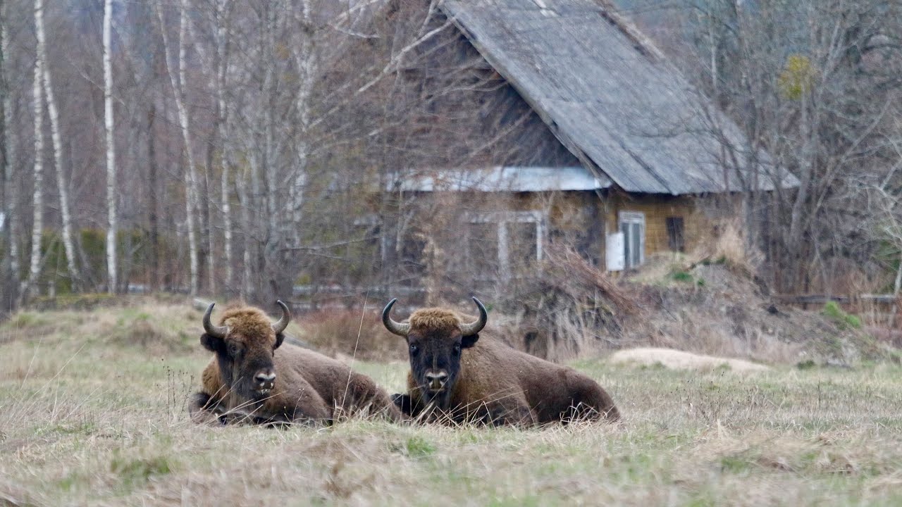 Białowieża Forest & Biebrza Marshes in March