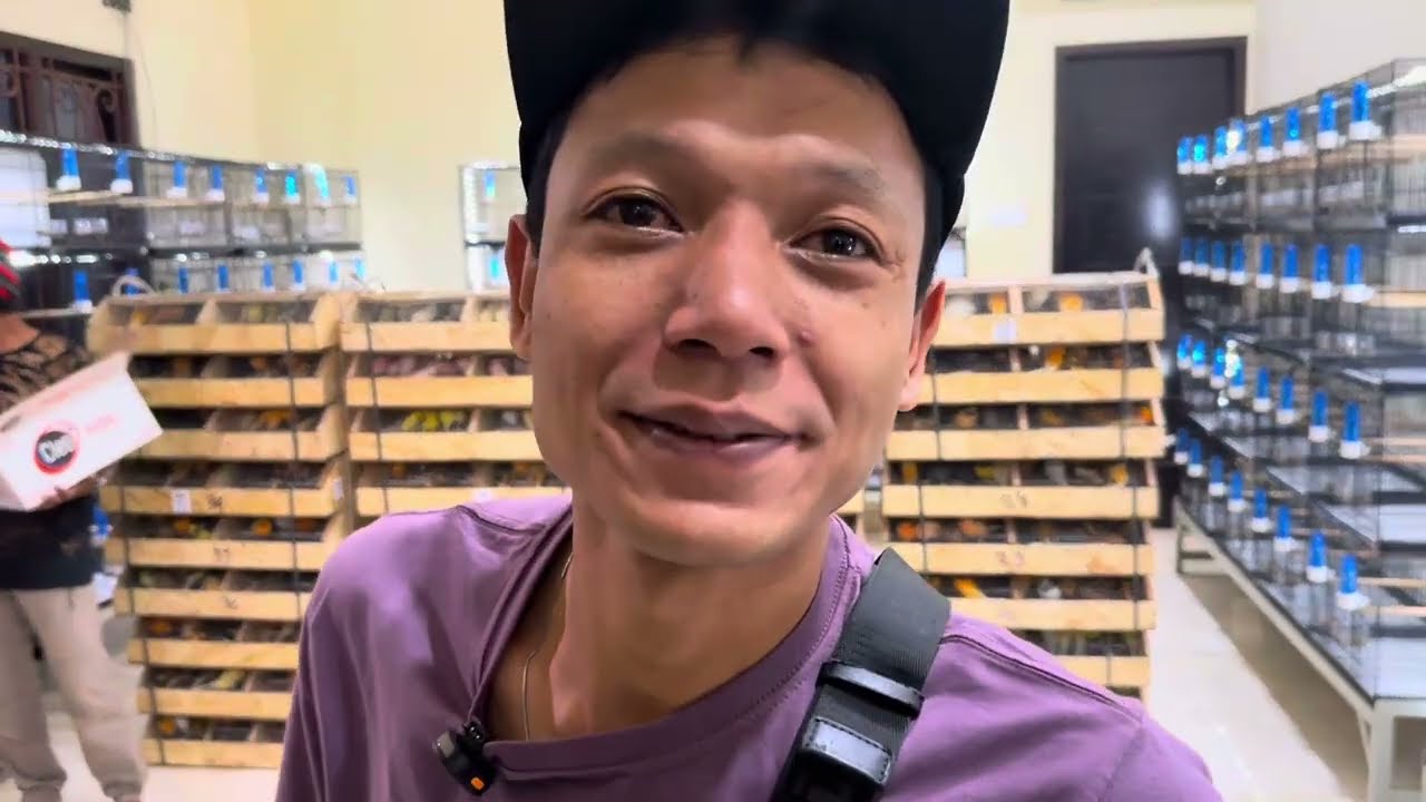 ASLI BIKIN SALDO NANGIS ❗️❗️ UNBOXING KENARI RIBUAN JUTA SAMPAI SUBUH