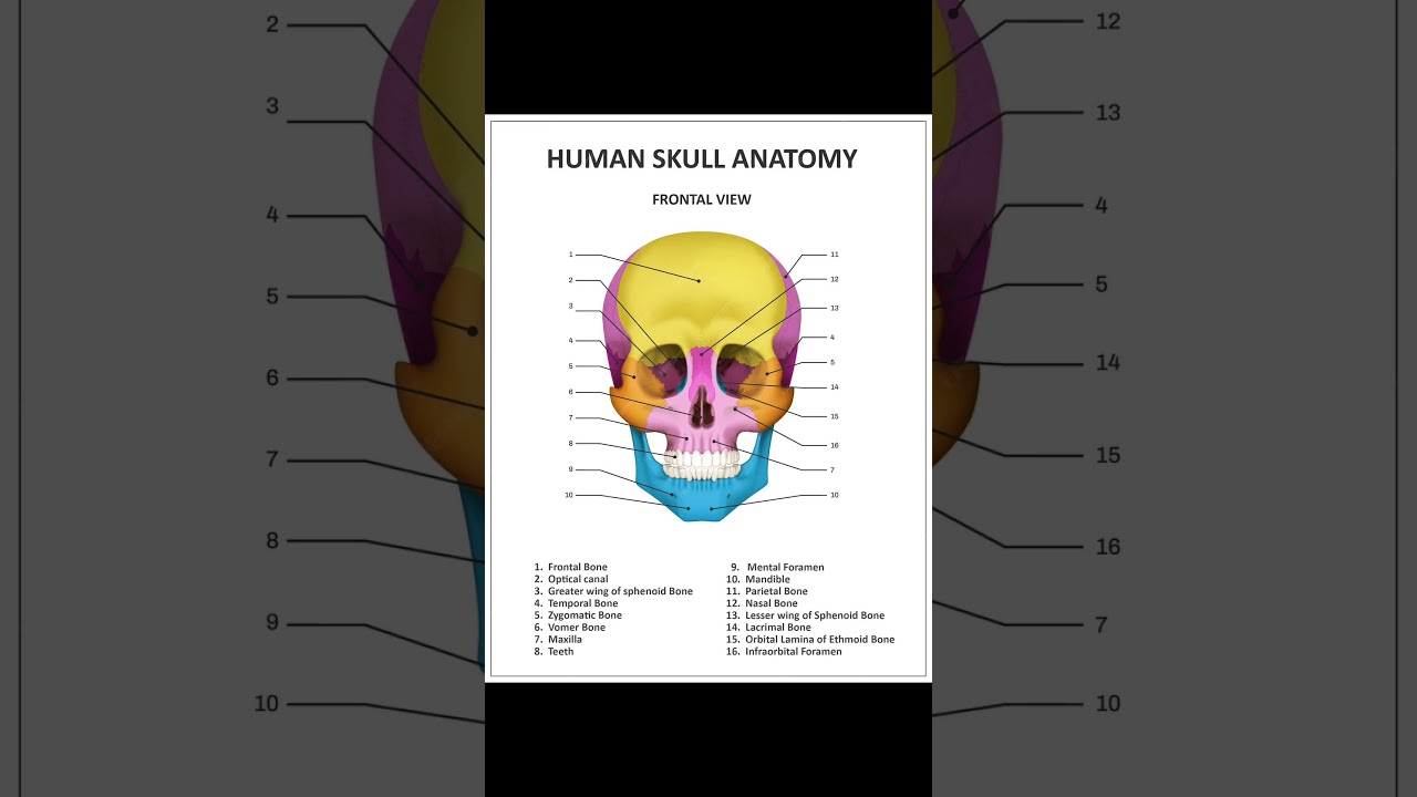 #human skull anatomy