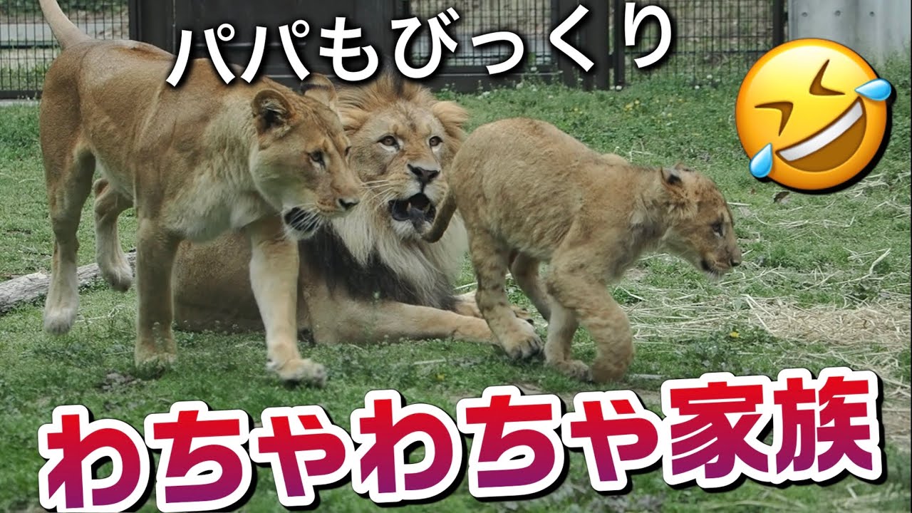 パパもびっくり😆するよね【わちゃわちゃ家族】 #のんほいパーク #ライオン #アース #旭山動物園 #桐生が岡動物園 #安佐動物園 #lion  #茶臼山動物園 #わちゃわちゃ #家族