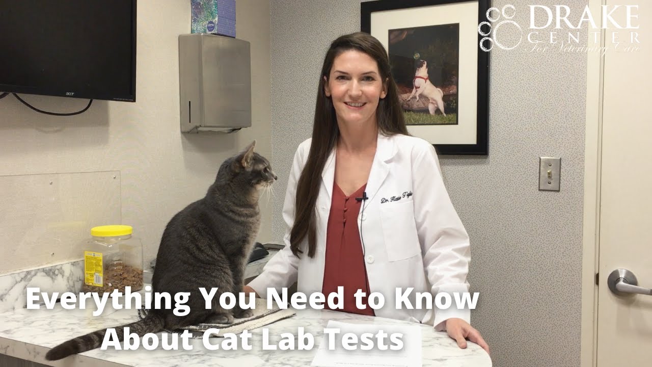 Everything You Need to Know About Cat Lab Tests