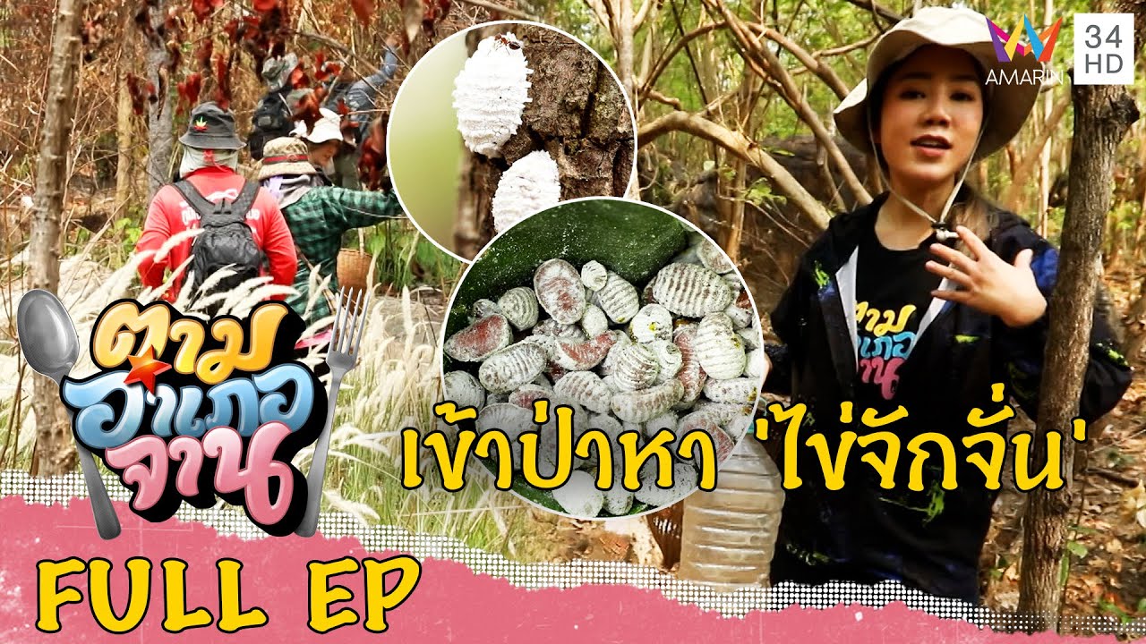 [ENG-SUB] เดินป่าตามหา 'ไข่จักจั่น' จ.ขอนแก่น | ตามอำเภอจาน | 24 มิ.ย.66 Full EP