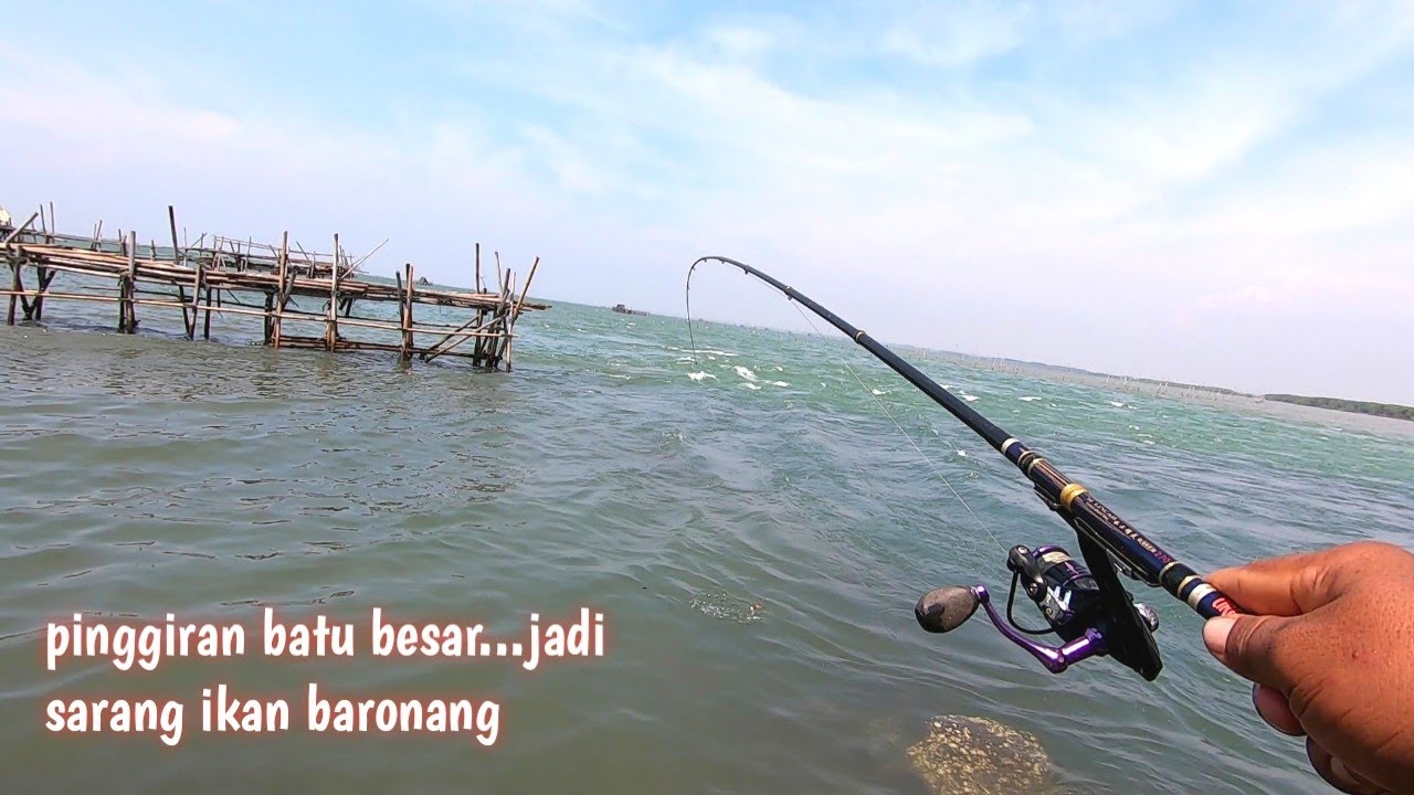 GACOR‼️ MANCING BARONANG UMPAN LUMUT 