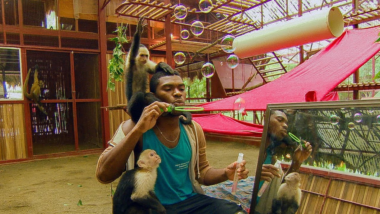 Monkeys Play with BUBBLES! | BBC Earth
