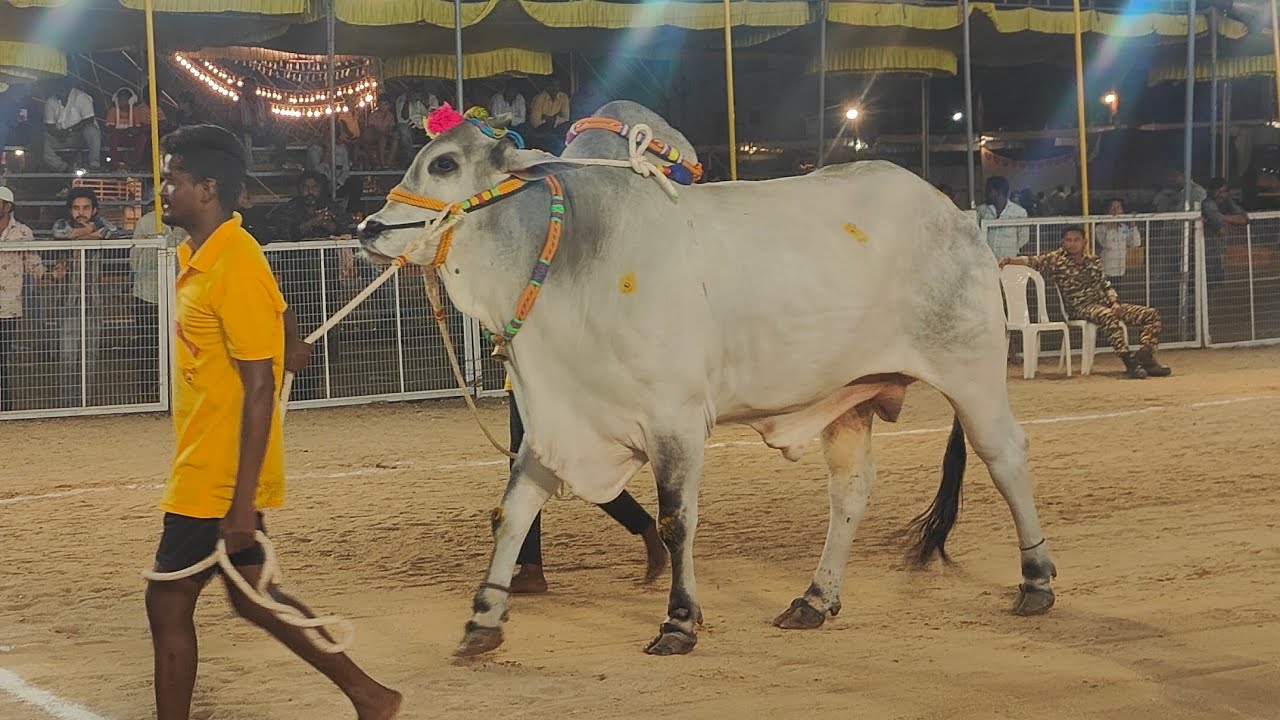 2026-చిలకలూరిపేట.సబ్ జూనియర్.7వ జత.కట్టుకోలు రవీంద్ర రెడ్డి ప్రోద్దుటూరు గ్రామం కృష్ణా జిల్లా 