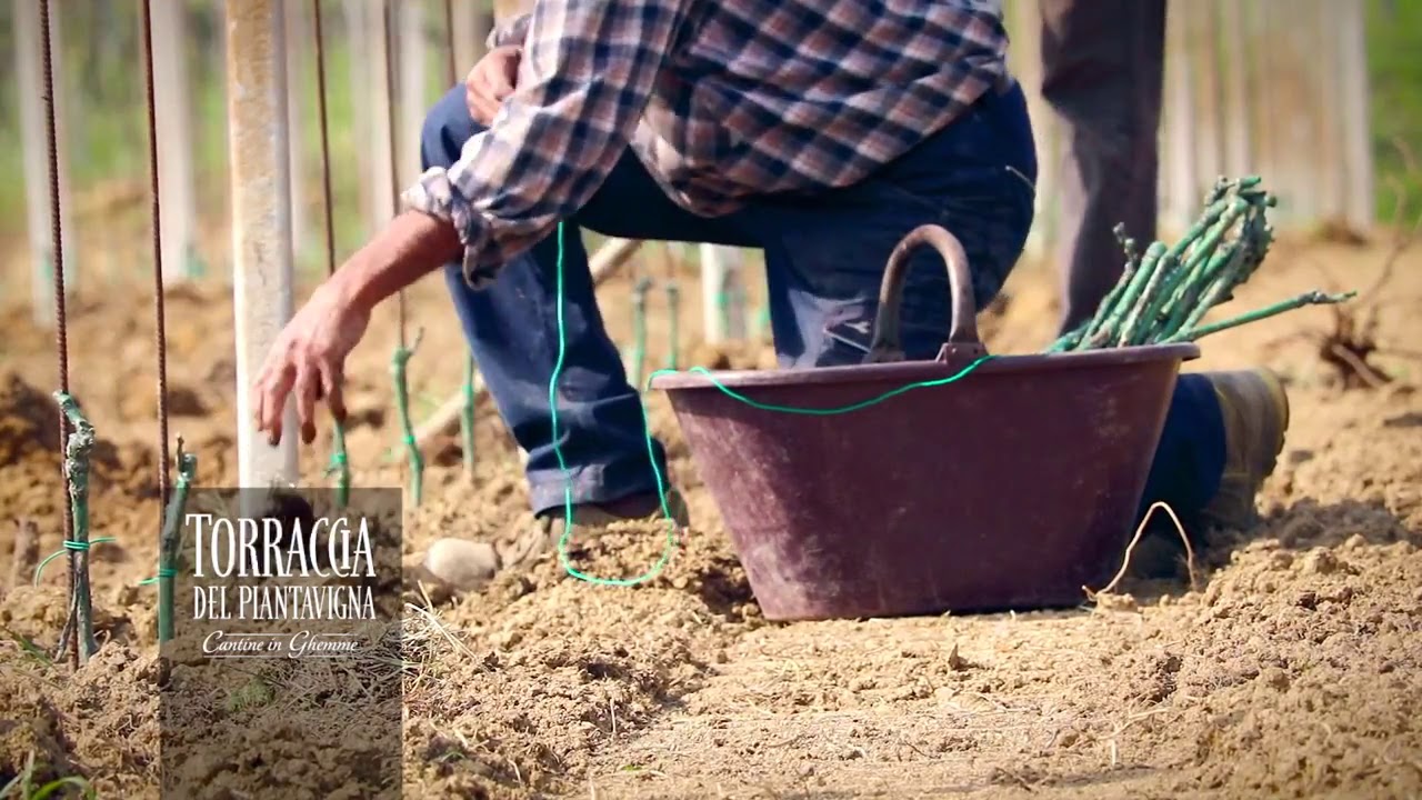 Impianto del Vigneto Manuale - Come nasce un grande vigneto - Torraccia del Piantavigna