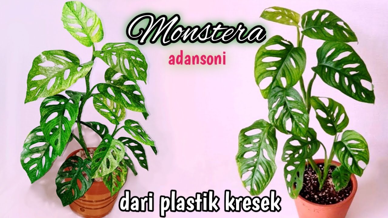 Tanaman hias monstera dari plastik kresek-janda bolong