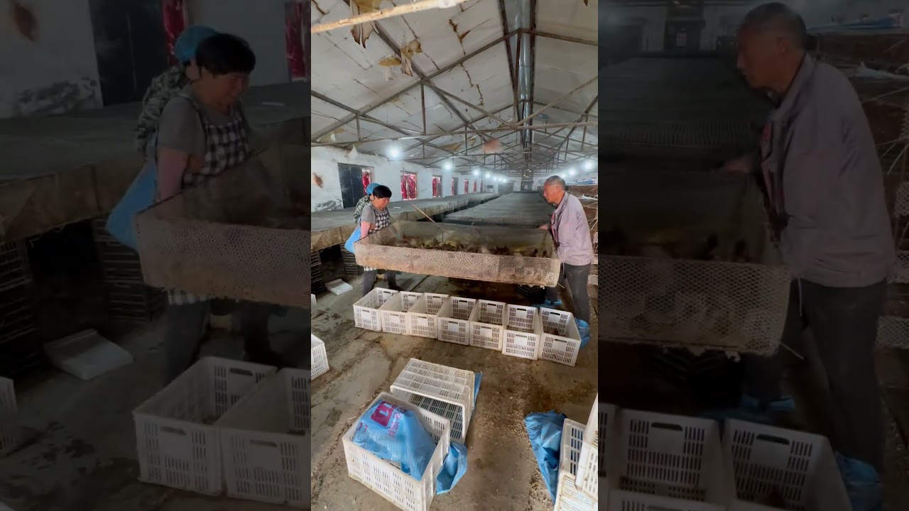 CHAOS in the Crates! The Intense Process of Chicken Loading🐥