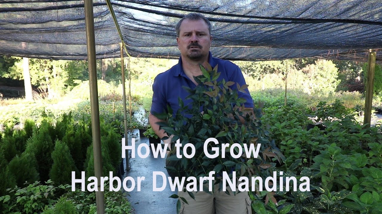 How to grow Harbor Dwarf Nandina with detailed description