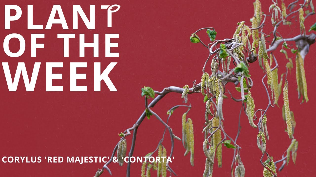 Plant Of The Week - Corylus 'Red Majestic' & 'Contorta'