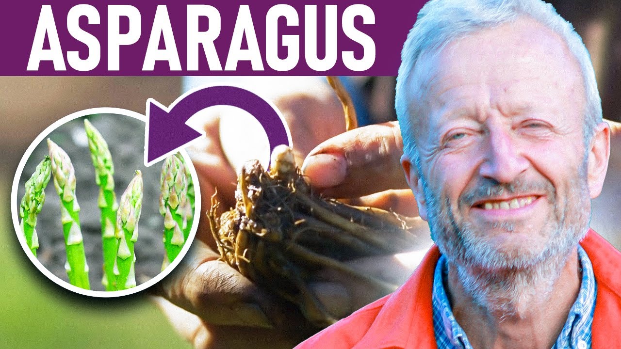 Asparagus, From Crowns to Cropping