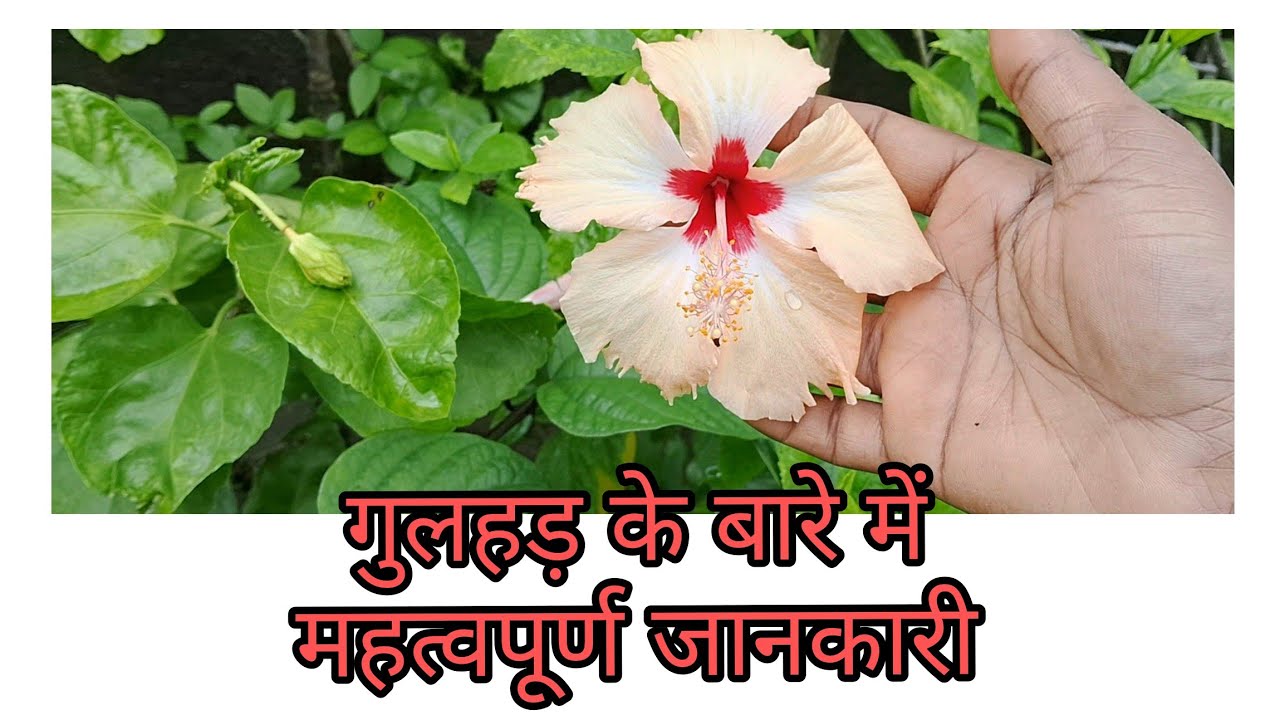 फरवरी खत्म होने वाला है गुलहड़ के बारे में महत्वपूर्ण जानकारी जान ले #caringtips ##gardningtips 