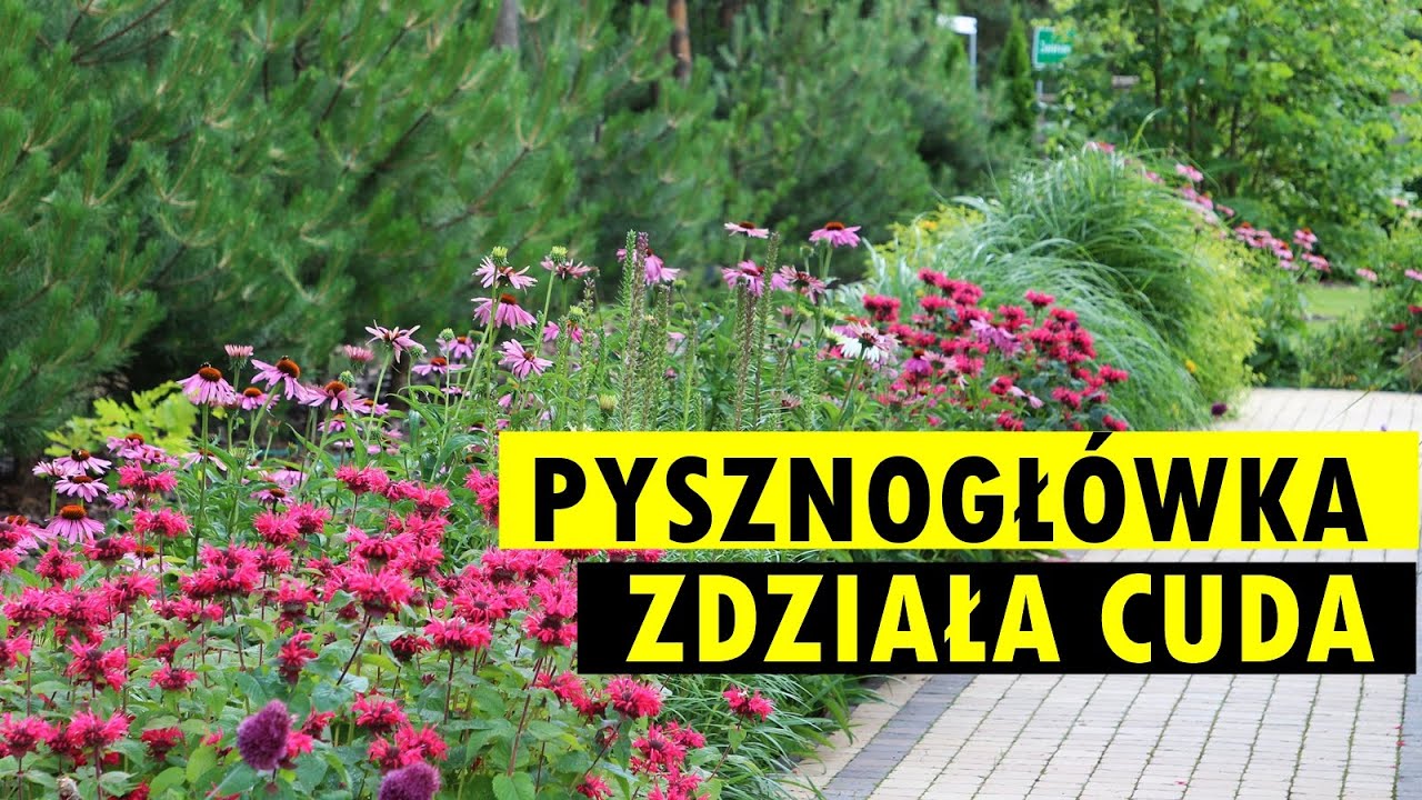 Pysznogłówka z magnetyczną siłą wabi pszczoły, trzmiele i inne pożyteczne owady.
