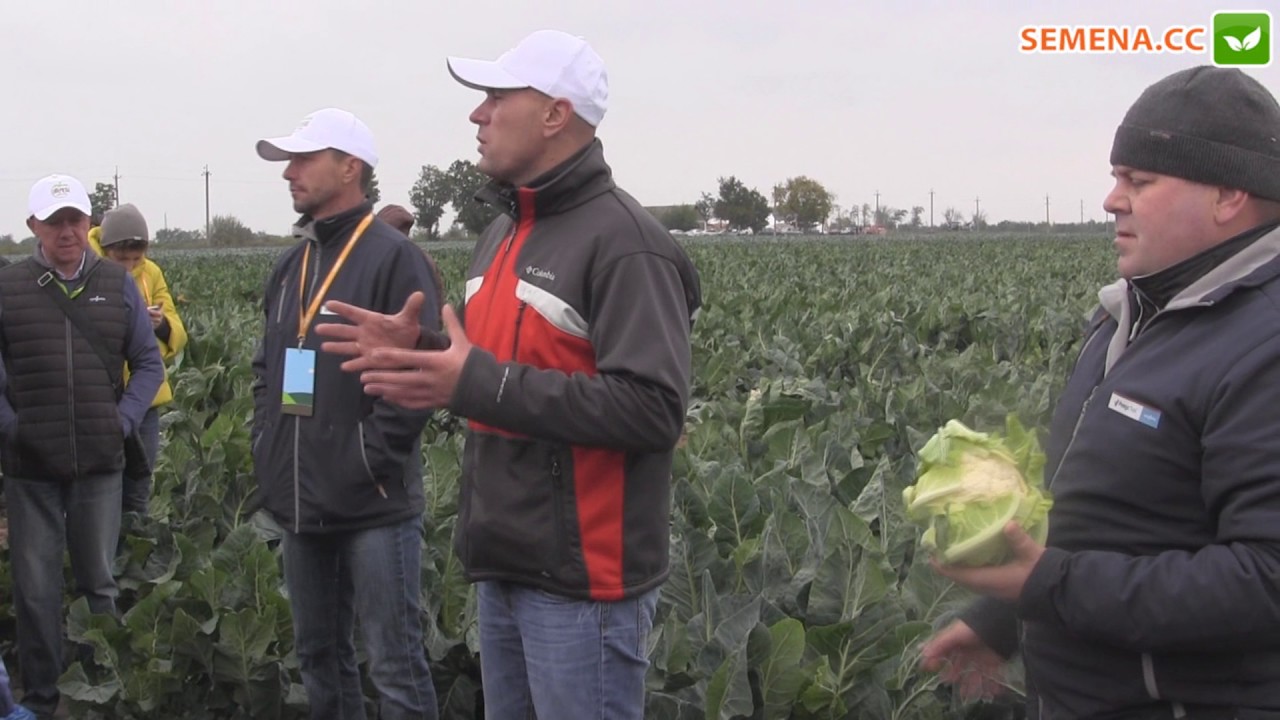 Америго F1 капуста (syngenta) День поля 13.10.2016