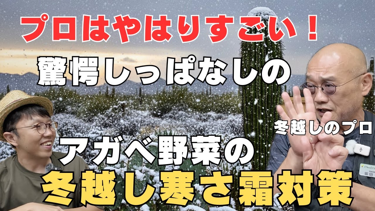【衝撃の事実】アガベ、野菜の冬対策に革命が起きた！寒さ、霜対策はプロにお任せ！アグリまSHOW！
